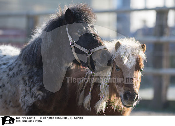 Mini Shetland Pony / NN-13945