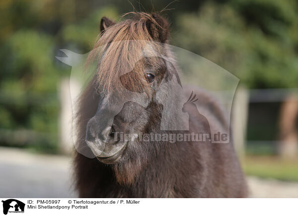 Mini Shetlandpony Portrait / Mini Shetland Pony Portrait / PM-05997