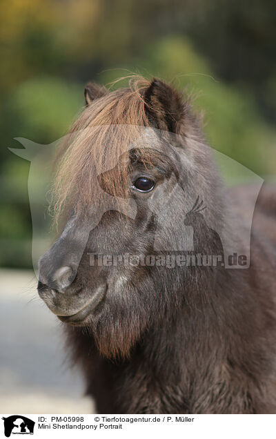 Mini Shetlandpony Portrait / Mini Shetland Pony Portrait / PM-05998