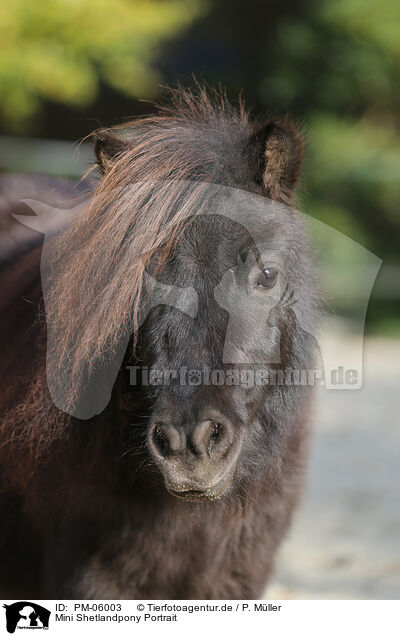 Mini Shetlandpony Portrait / Mini Shetland Pony Portrait / PM-06003