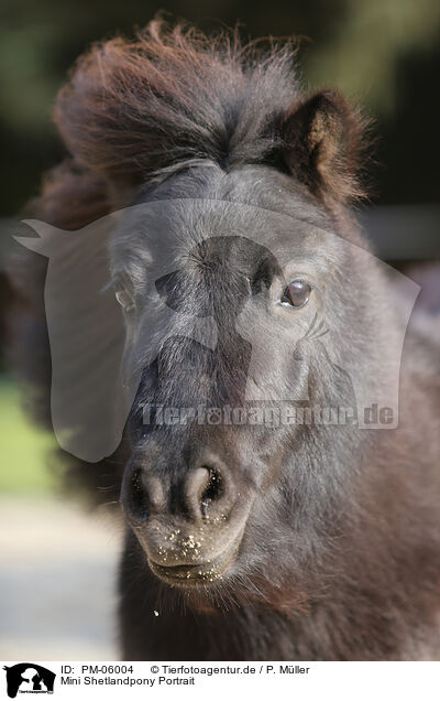 Mini Shetlandpony Portrait / Mini Shetland Pony Portrait / PM-06004