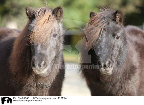 Mini Shetlandpony Portrait / Mini Shetland Pony Portrait / PM-06005