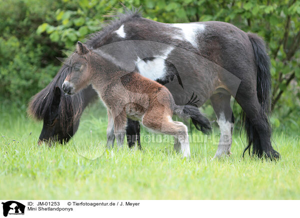 Mini Shetlandponys / Mini Shetland Ponys / JM-01253