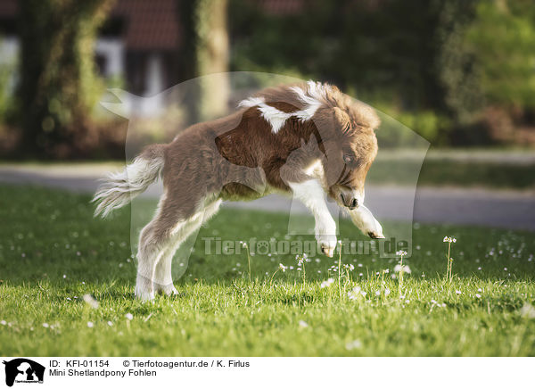 Mini Shetlandpony Fohlen / Mini Shetland Pony Foal / KFI-01154