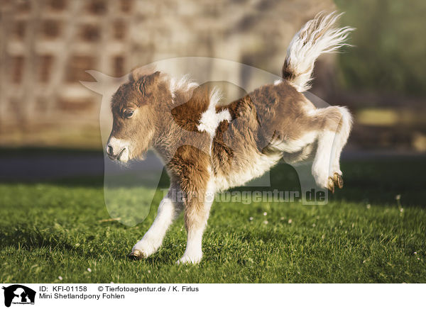 Mini Shetlandpony Fohlen / Mini Shetland Pony Foal / KFI-01158