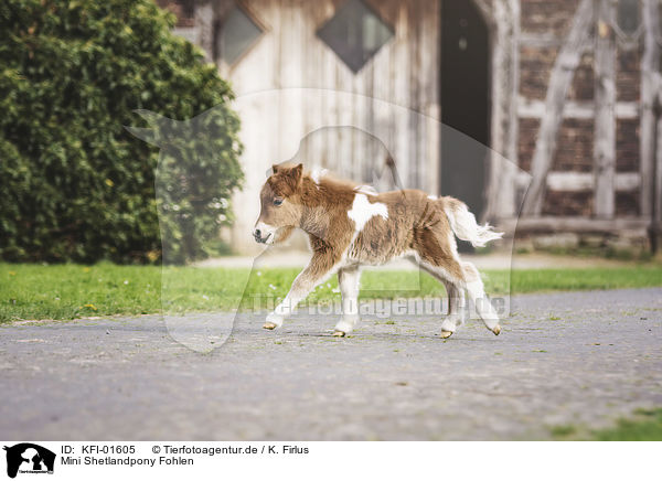 Mini Shetlandpony Fohlen / KFI-01605