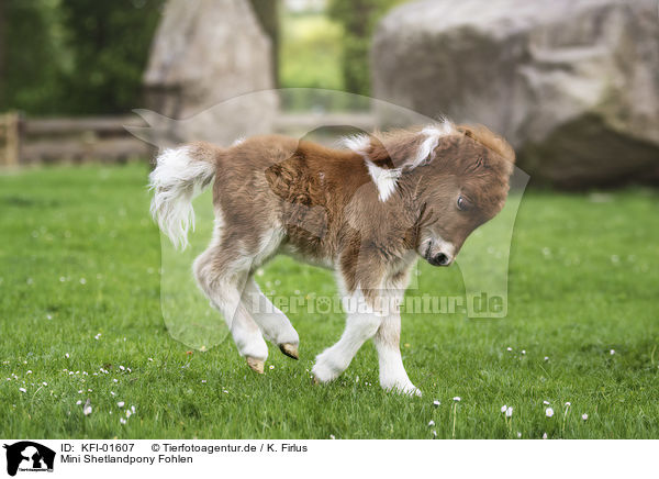 Mini Shetlandpony Fohlen / KFI-01607