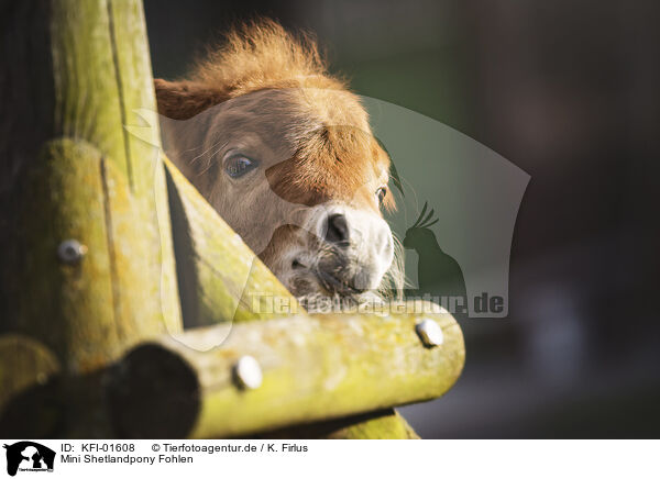Mini Shetlandpony Fohlen / Mini Shetland Pony Foal / KFI-01608
