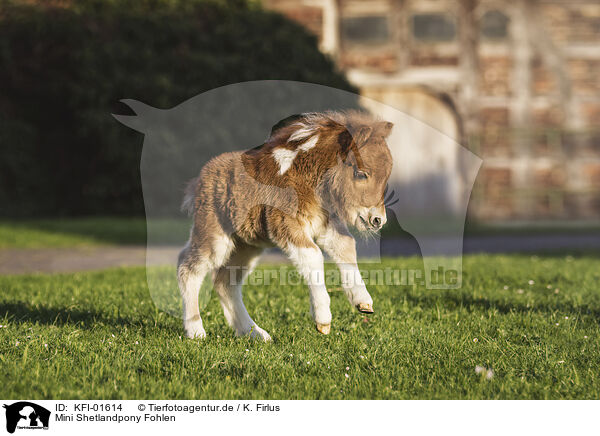 Mini Shetlandpony Fohlen / Mini Shetland Pony Foal / KFI-01614