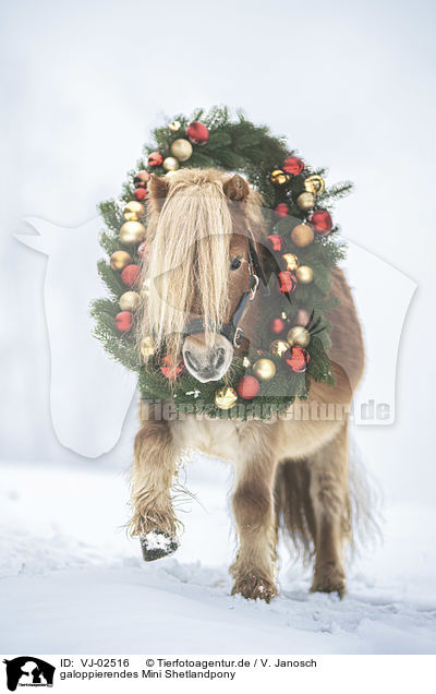 galoppierendes Mini Shetlandpony / galloping Mini Shetland Pony / VJ-02516