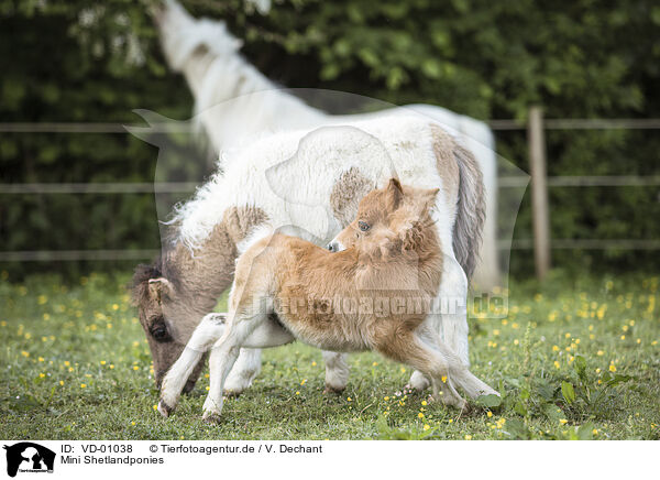 Mini Shetlandponies / VD-01038