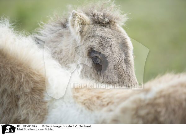 Mini Shetlandpony Fohlen / VD-01042