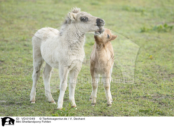 Mini Shetlandpony Fohlen / VD-01049