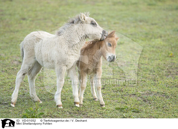 Mini Shetlandpony Fohlen / Mini Shetland Pony foals / VD-01052