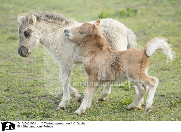 Mini Shetlandpony Fohlen / VD-01054