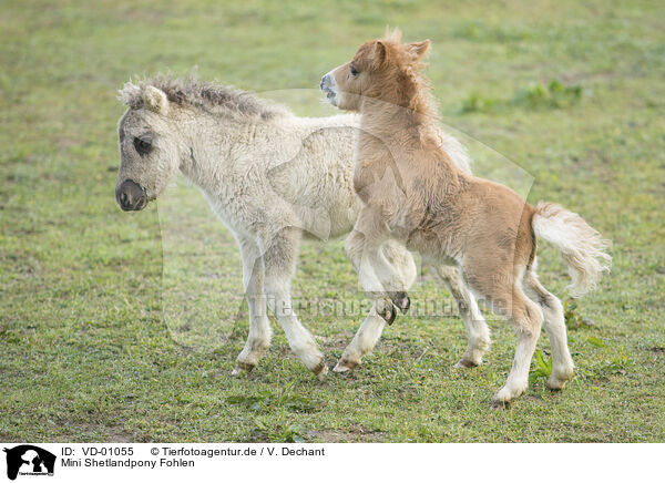 Mini Shetlandpony Fohlen / VD-01055