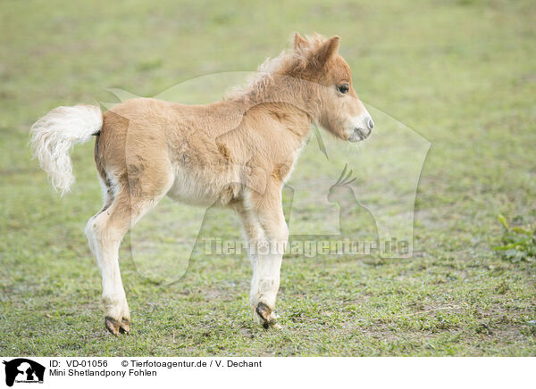 Mini Shetlandpony Fohlen / VD-01056