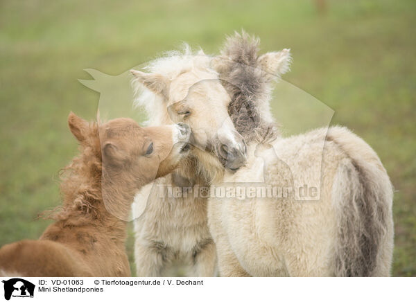 Mini Shetlandponies / Mini Shetland Ponies / VD-01063