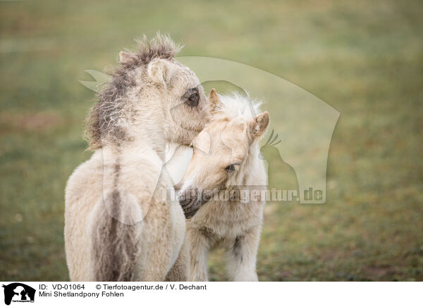 Mini Shetlandpony Fohlen / Mini Shetland Pony foals / VD-01064