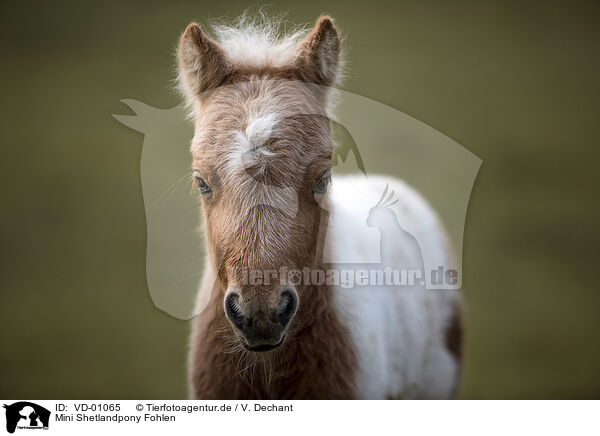 Mini Shetlandpony Fohlen / VD-01065