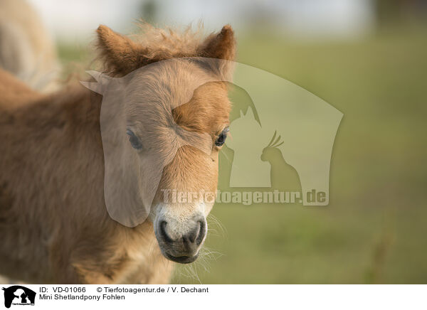 Mini Shetlandpony Fohlen / VD-01066