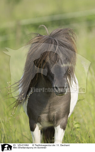 Mini Shetlandpony im Sommer / Mini Shetland Pony in summer / VD-01084