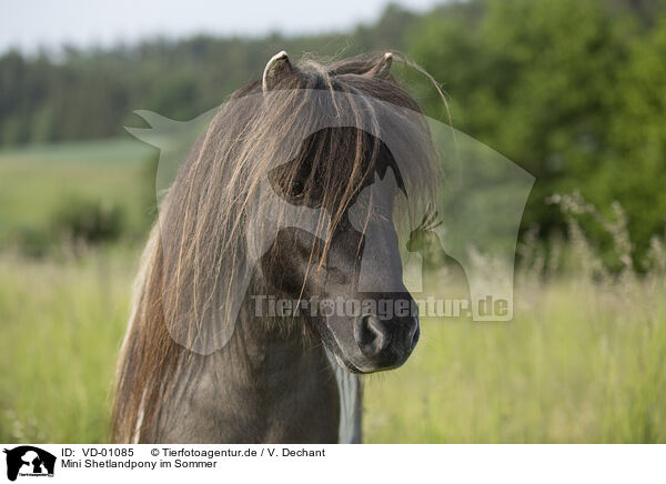 Mini Shetlandpony im Sommer / Mini Shetland Pony in summer / VD-01085