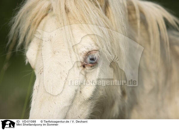 Mini Shetlandpony im Sommer / Mini Shetland Pony in summer / VD-01088