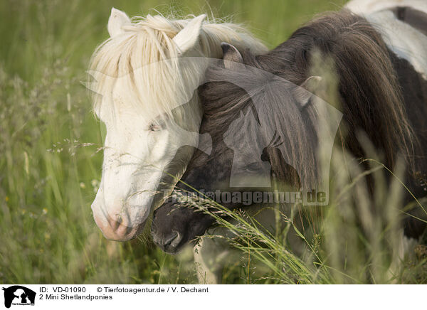 2 Mini Shetlandponies / VD-01090