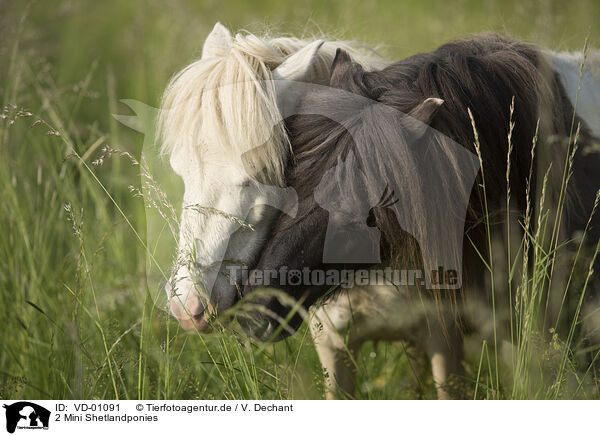 2 Mini Shetlandponies / VD-01091