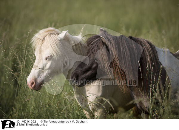 2 Mini Shetlandponies / VD-01092