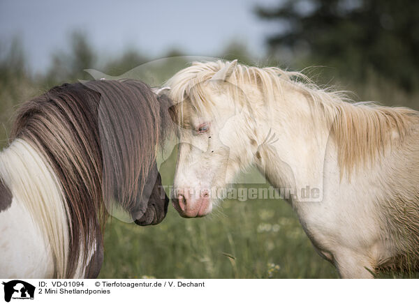 2 Mini Shetlandponies / VD-01094