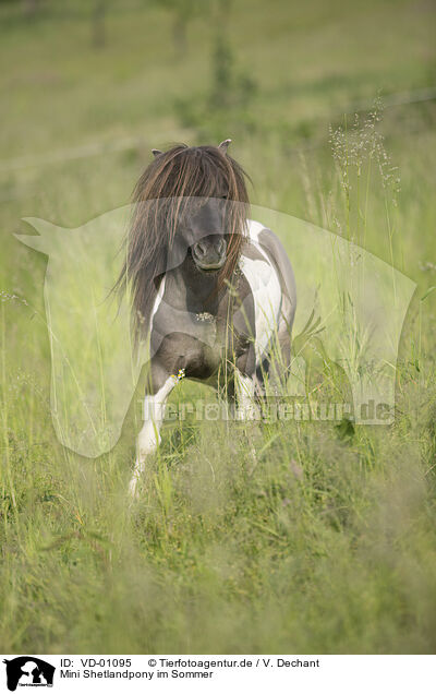 Mini Shetlandpony im Sommer / Mini Shetland Pony in summer / VD-01095