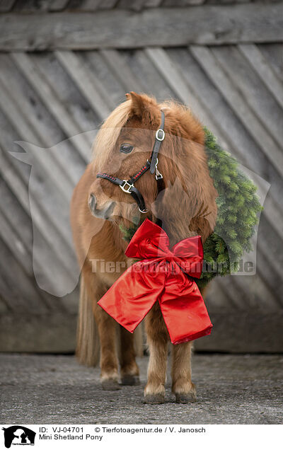 Mini Shetland Pony / Miniature Shetland Pony / VJ-04701