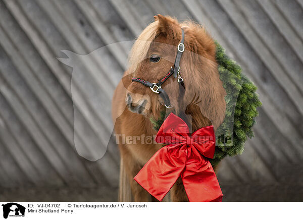 Mini Shetland Pony / Miniature Shetland Pony / VJ-04702