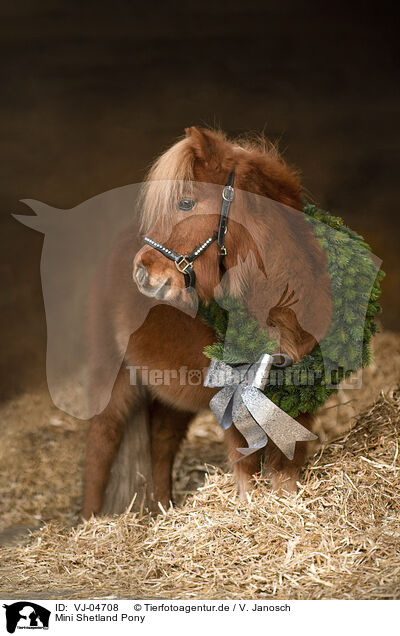 Mini Shetland Pony / Miniature Shetland Pony / VJ-04708