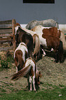 Mini Shetland Ponies