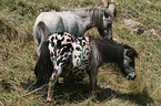 Mini Shetland Ponies