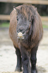 Mini-Shetlandpony