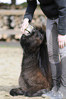 Frau mit Mini-Shetlandpony