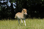 Mini-Shetlandpony Fohlen