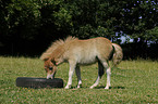 Mini-Shetlandpony Fohlen