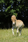 Mini-Shetlandpony Fohlen