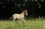 Mini-Shetlandpony Fohlen