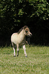 Mini-Shetlandpony Fohlen