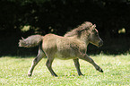 Mini-Shetlandpony Fohlen