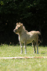 Mini-Shetlandpony Fohlen