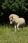 Mini-Shetlandpony Fohlen