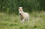 Mini Shetland Pony Fohlen