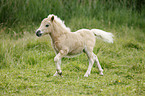 Mini Shetland Pony Fohlen